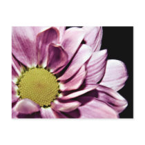 Pastel Chrysanthemum postcard postcards