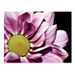 Pastel Chrysanthemum postcard