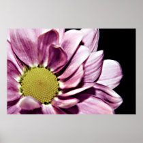 Pastel Chrysanthemum print posters