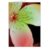 Pastel Clematis Flower cards
