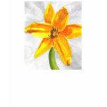 Pastel Day Lily