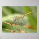 Pastel Dragonfly Posters