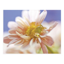 Pastel Flower and Water Drop Photograph Postcard