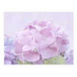 Pastel Hydrangea Flowers Postcards