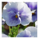 Pastel Pansies Custom Invitations