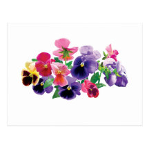 Pastel Pansies Post Card