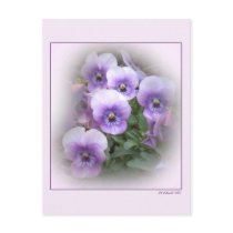 Pastel Pansies postcards