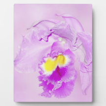 Pastel Pink Orchid Plaques