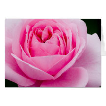 Pastel Pink Rose Greeting Card