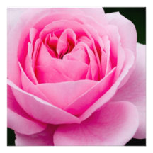 Pastel Pink Rose Invitations
