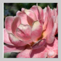 Pastel Pink Rose Poster Print by naturalilly Pastel Pink Rose Poster Print