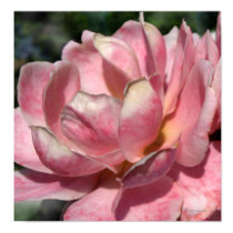 Pastel Pink Rose Poster Print