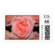 Pastel Pink Rose Stamp by bkang22 Pastel Pink Rose Stamp