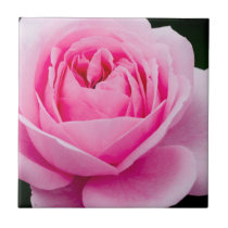 Pastel Pink Rose Tile tiles