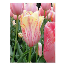 Pastel Pink Tulips Post Cards