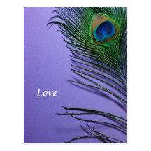 Pastel Purple Peacock Feather Still LIfe Postcards