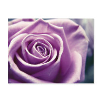 Pastel Rose postcard (muted lilac) postcards