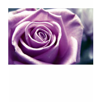 Pastel Rose t-shirt (muted lilac)