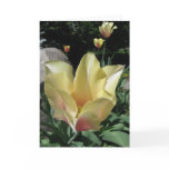 Pastel Tulip Note Card Pastel Tulip Note Card