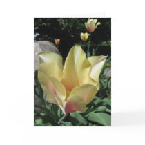 Pastel Tulip Note Card