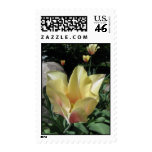 Pastel Tulip Postage Stamp