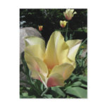 Pastel Tulip Postcard Pastel Tulip Postcard