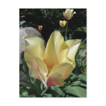 Pastel Tulip Postcard postcards