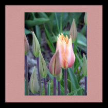 Pastel Tulip posters by kimberlyrex Pastel Tulip posters