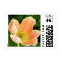 Pastel Tulip Stamp by ggbythebay Pastel Tulip Stamp