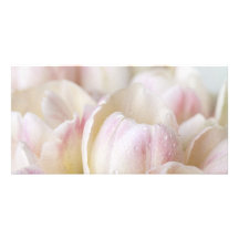 Pastel Tulips Photo Greeting Card