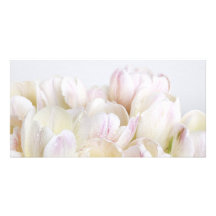 Pastel Tulips with Dew Drops Photo Cards