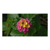 pastels in nature-New England photo cards by loving4021 pastels in nature-New England photo cards