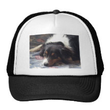 Pastor australiano gorro de camionero