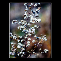 Pasture Postcard postcards