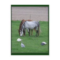 Pasture Postcards #2 by Petcetera Pasture Postcards #2