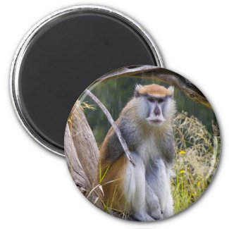 Patas Monkey Fridge Magnet