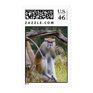 Patas Monkey Postage Stamp
