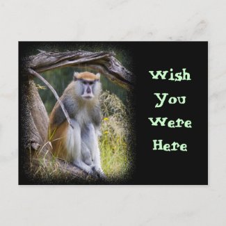 Patas Monkey Postcards
