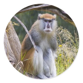 Patas Monkey Round Sticker