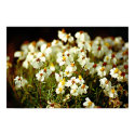 Patch of Primroses posters by dma847 Patch of Primroses posters
