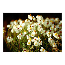 Patch of Primroses posters by dma847 Patch of Primroses posters