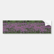 Patch of wild vorbenia in East Texas Bumper Sticker