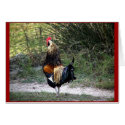 Patch Work Rooster cards
