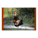 PATCH WORK ROOSTER! posters