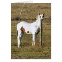 Patches Peeking by Leslie Peppers Cards