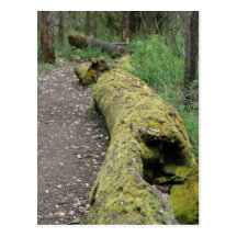 Path Beside Mossy Log At Porongurup Postcard