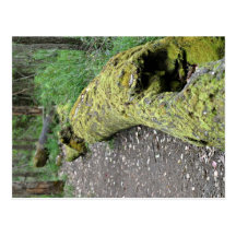 Path beside mossy log postcard