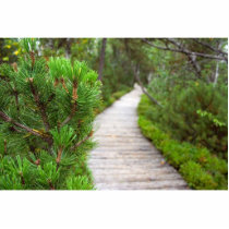 Path In Peat Moors In Sumava National Park photo sculptures