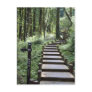 Path in the Forest Post Card