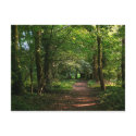 Path in the Woods postcards by artberry Path in the Woods postcards